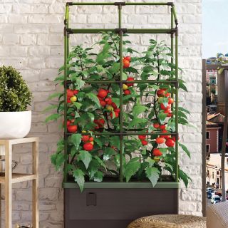 City Jungle Self-Watering Tomato Planter Thumbnail